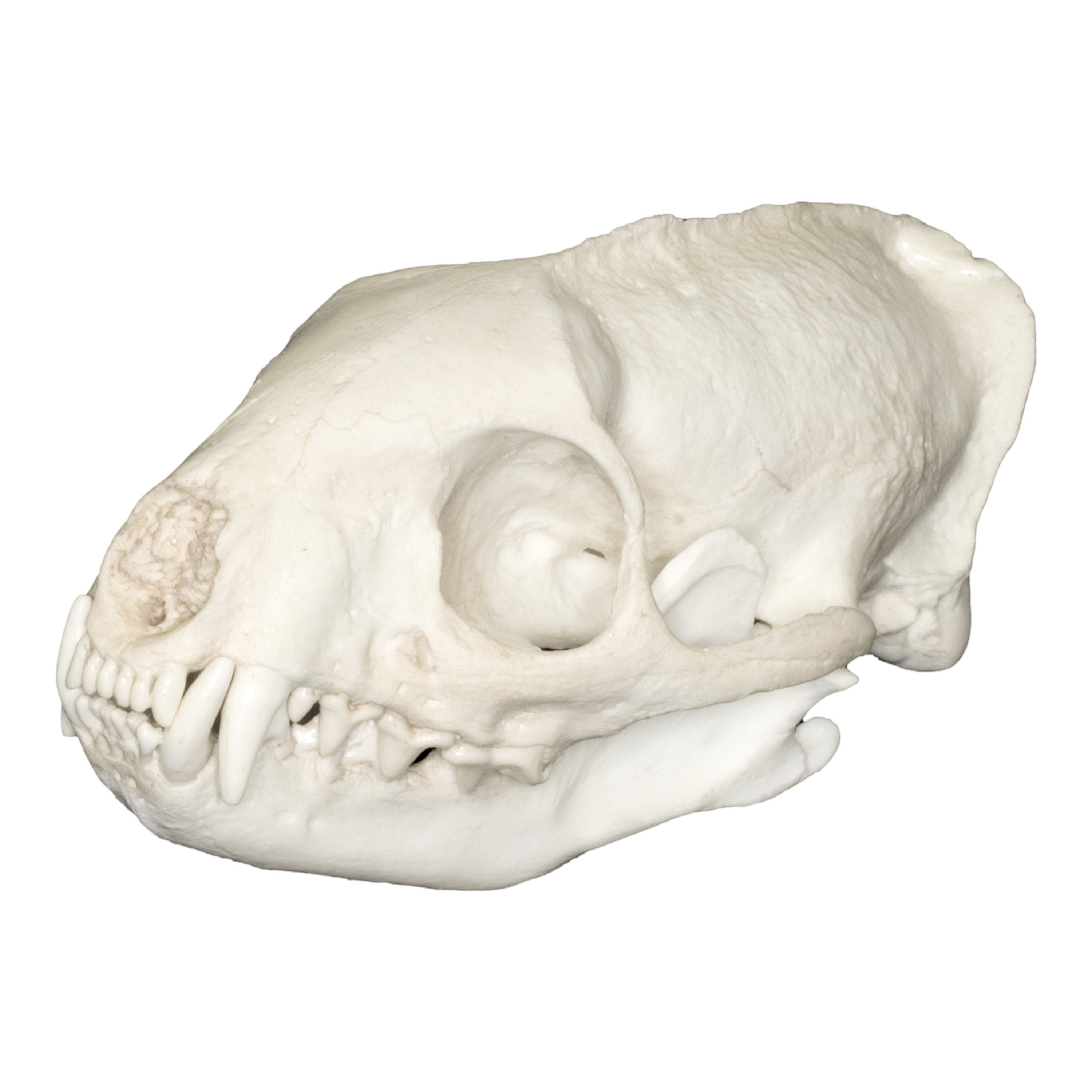 Authentic Replica Egyptian Mongoose Skull - Ancient Egyptian Artifact Collectible for Home Decor, Museum Display & Gothic Decorations