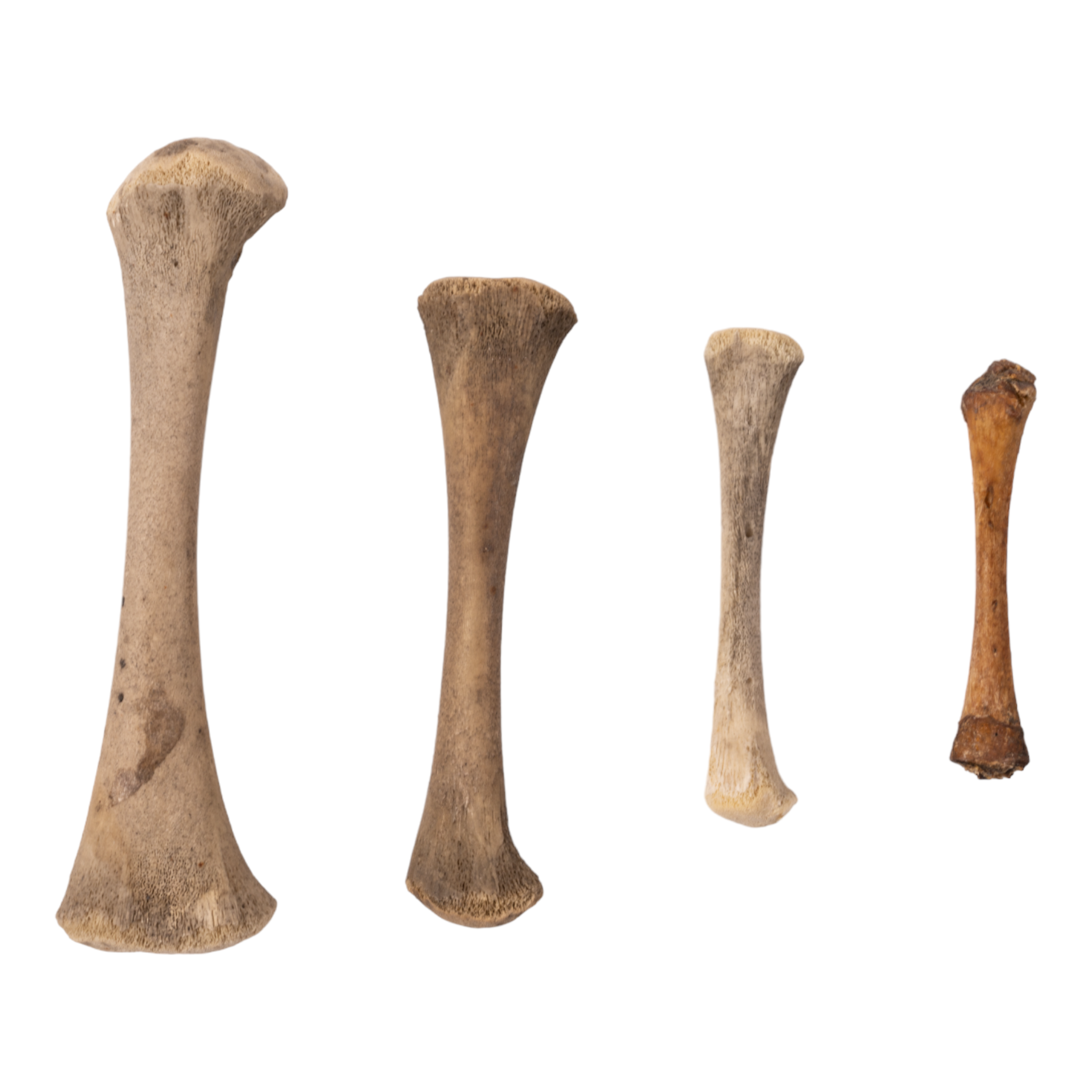 High-Quality Human Fetal Femur Bone Specimen for Medical Research & Education - Ideal for Anatomy Studies, Pathology Labs, and Forensic Science Applications