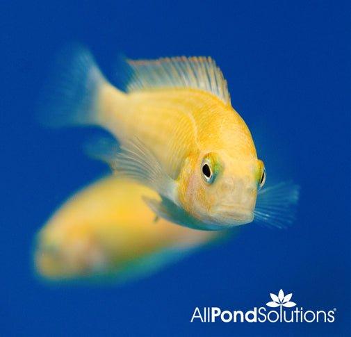 Golden Fire Cracker Tropheus Sp. Moliro Cichlid Fish - Premium African Cichlid for Aquarium & Fish Tank Decoration