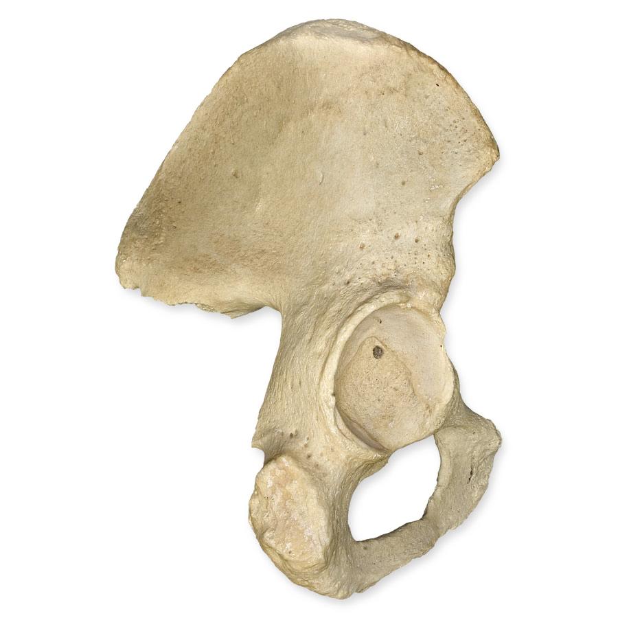 Authentic Human Ilium (Half Pelvis) Bone - Medical Study, Anatomy Education & Osteology Research Specimen
