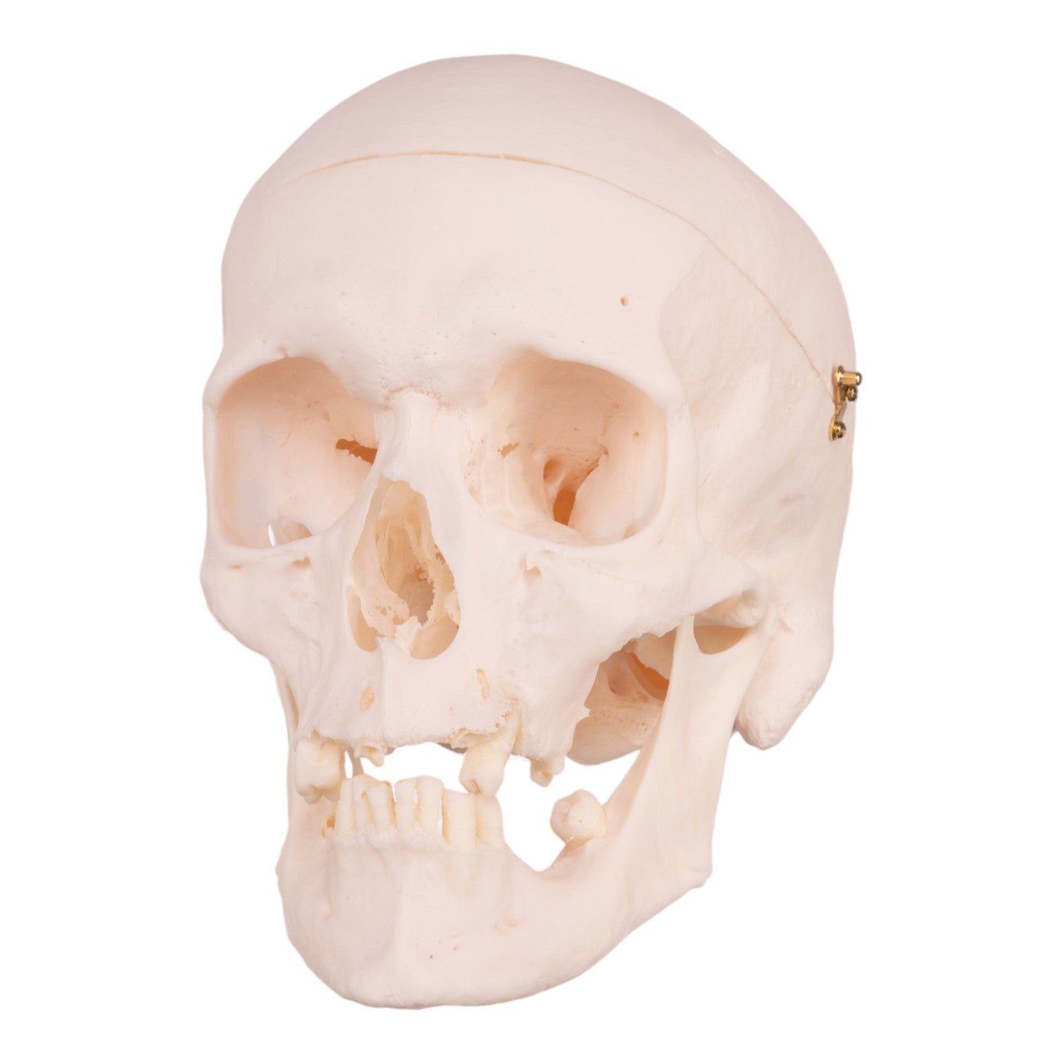 Premium Anatomical Human Skull Model - Accurate Medical & Educational Tool for Students, Doctors & Researchers | Perfect for Classrooms, Labs & Halloween Decor