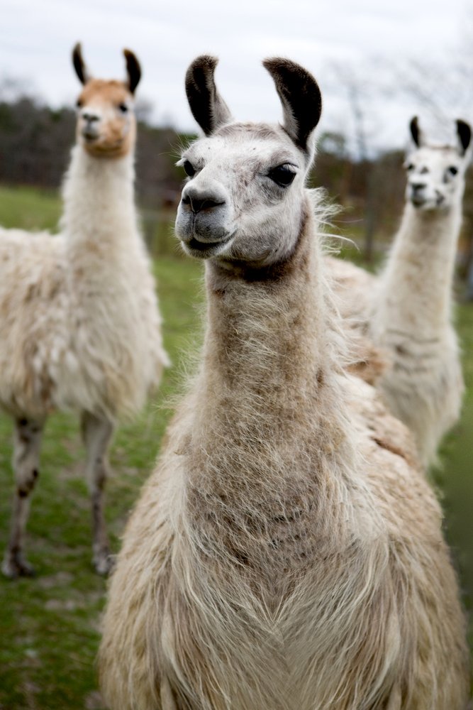 Premium Llamas Metal Wall Art - 24x36 Inches Gallery Quality Aluminum Decor for Living Room, Bedroom & Office - Modern Home & Office Decoration