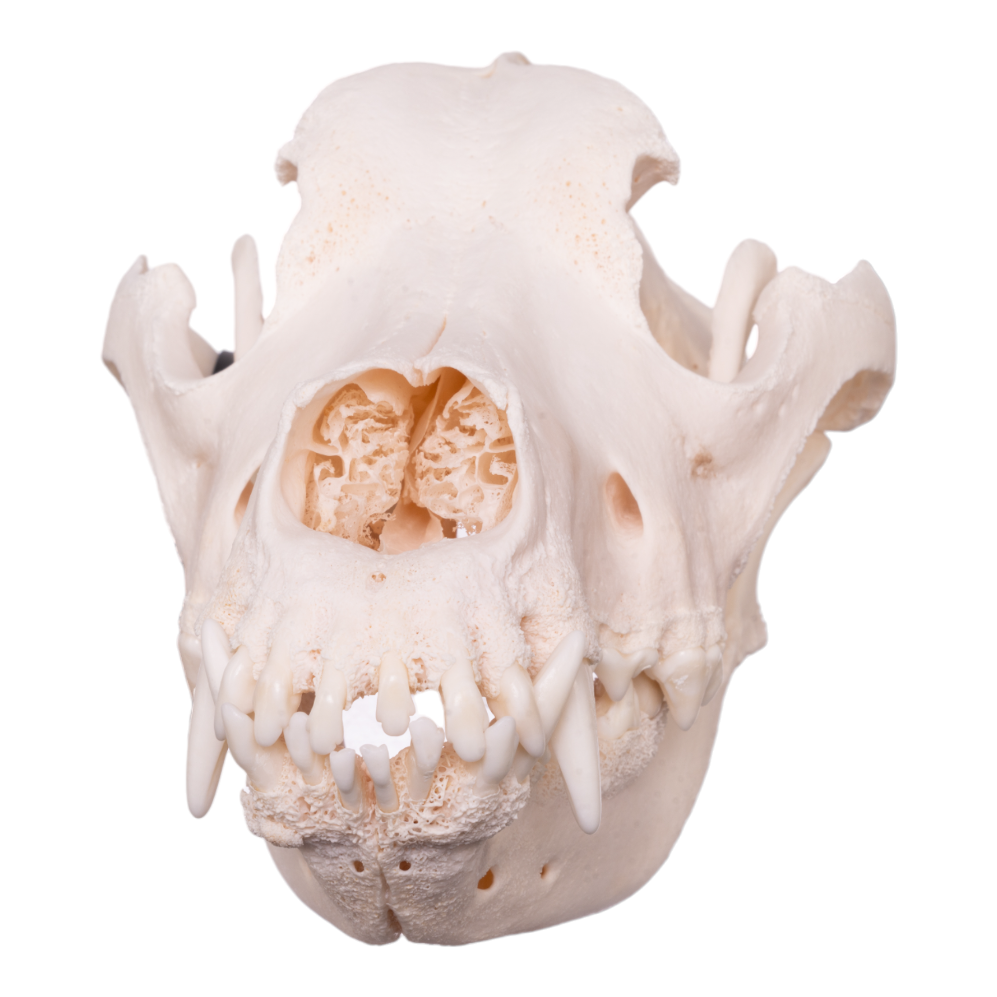Authentic Domestic Dog Skull - Great Dane Specimen with Periodontal Details | Perfect for Veterinary Study, Taxidermy & Educational Displays