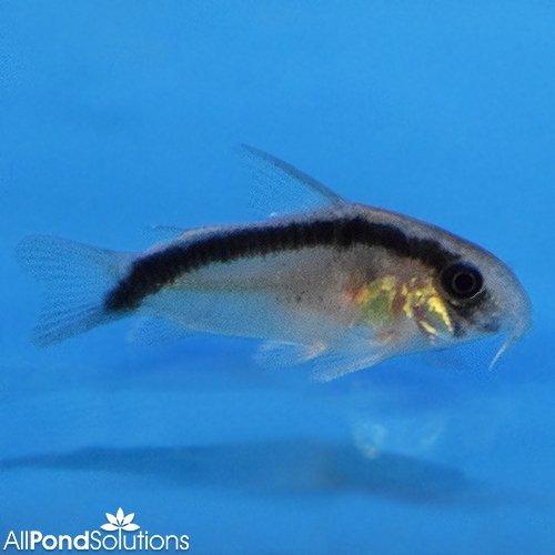 Skunk Corydoras (Corydoras arcuatus) - Live Tropical Freshwater Aquarium Fish for Community Tanks | Perfect for Planted Tanks & Nano Aquariums
