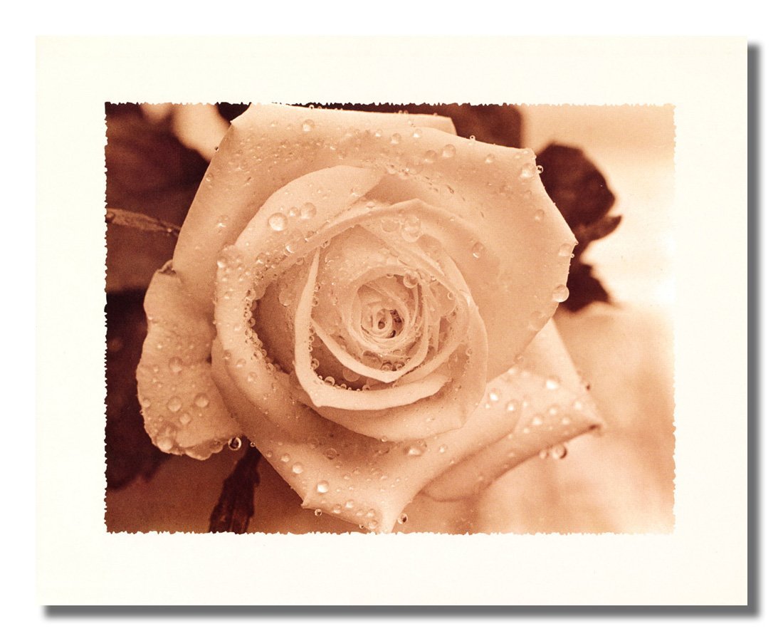 Morning Rain Drops on Rose Flower Close-Up Photo - 8x10 Wall Art Print for Home Decor, Office, Bedroom & Living Room