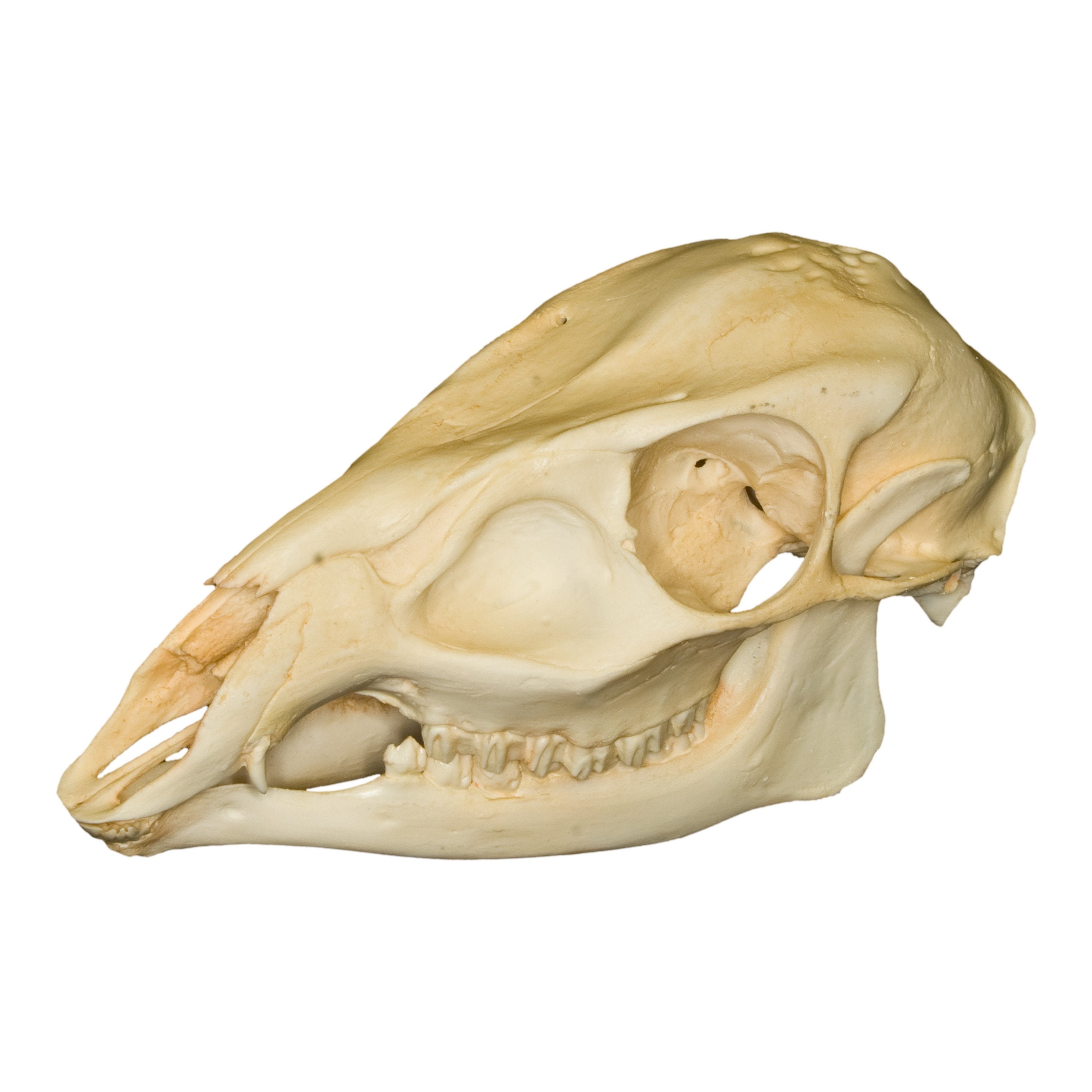 Replica Reeve's Muntjac Skull - Female - Lifelike Taxidermy Decor for Home, Office & Cabin - Perfect for Gothic, Hunting Lodge & Nature-Themed Interior Design