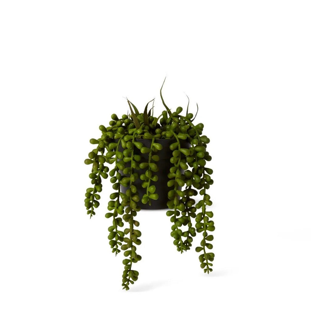 Elme String of Pearls Succulent Plant - 14x14x23cm Green Potted Indoor Hanging Houseplant for Home Decor, Office & Gift