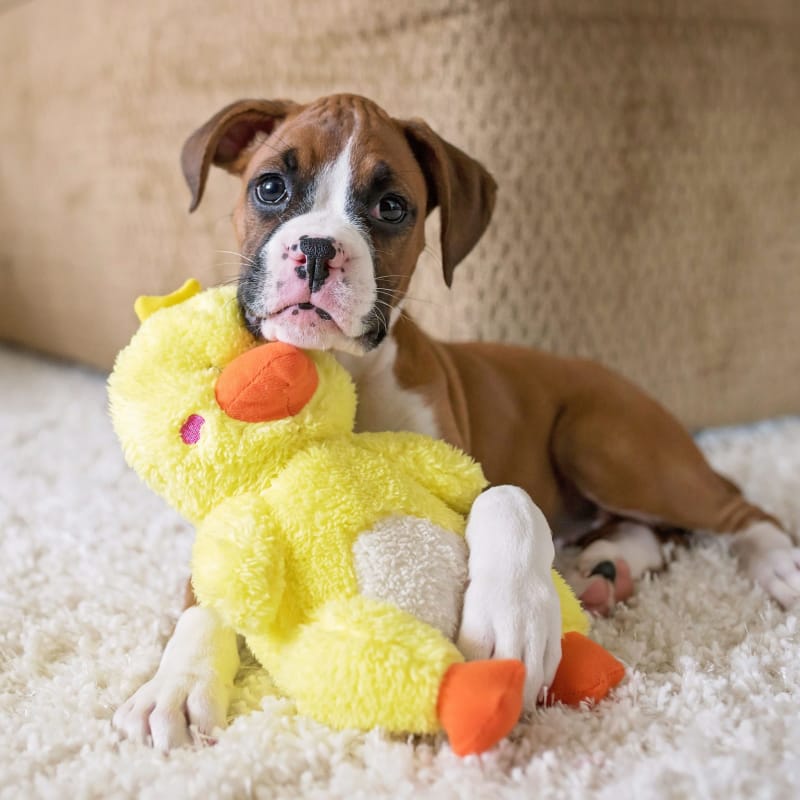 ZippyPaws Cheeky Chumz Duck Plush Squeaky Dog Toy - Interactive Play & Cuddling Companion for Small & Medium Dogs | Perfect for Fetch, Training & Indoor/Outdoor Fun