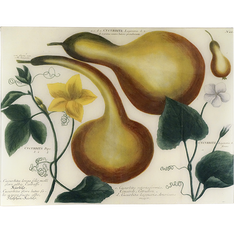 17T Cucurbita PNG - High-Quality Digital Download for Crafts, Scrapbooking & Home Decor