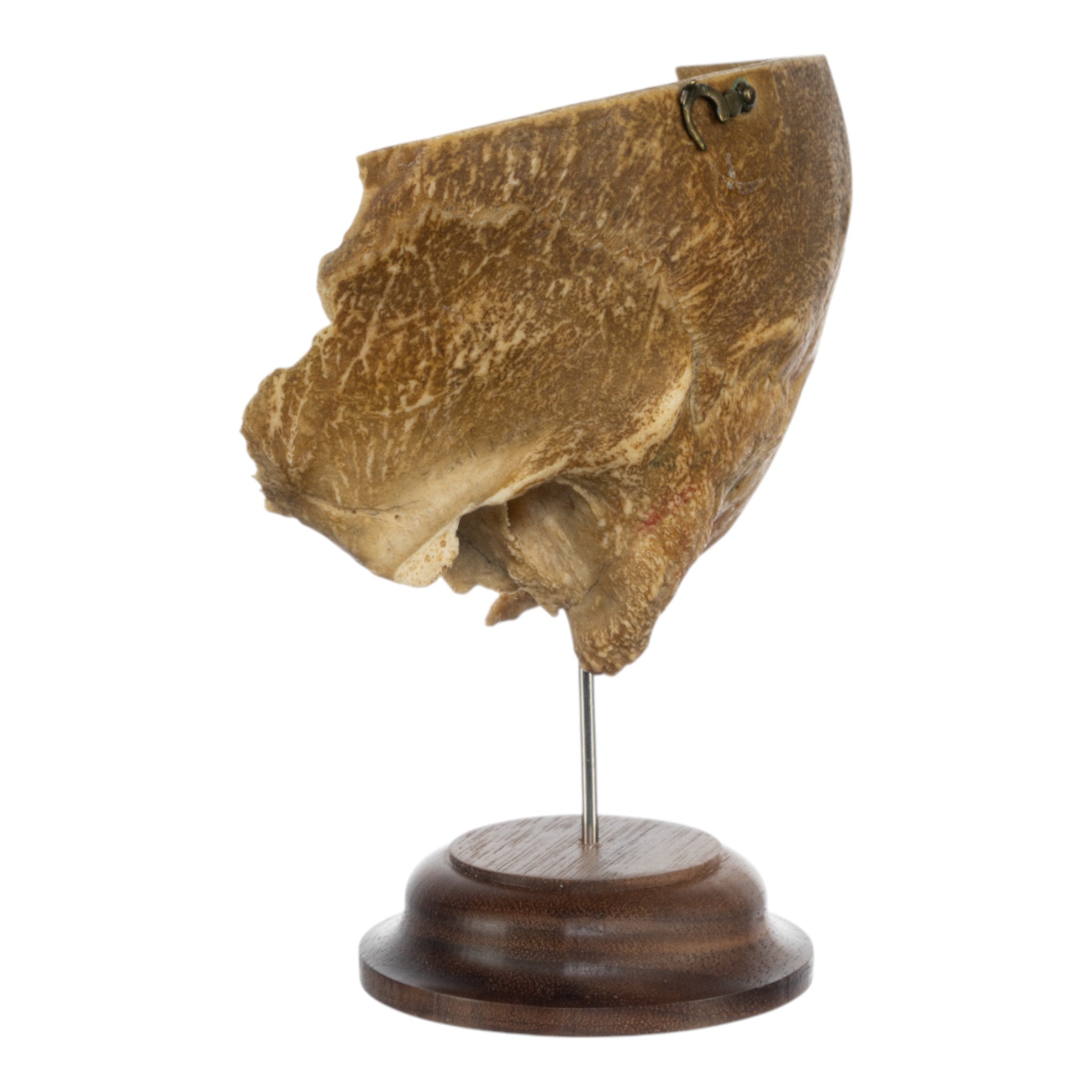 Real Human Partial Skull on Stand - Anatomical Model for Medical Study, Halloween Decor & Gothic Display - Perfect for Doctors, Students & Horror Enthusiasts