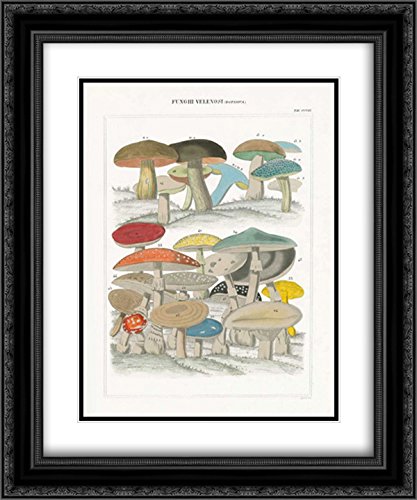 Wild Apple Portfolio 15x18 Black Ornate Framed Double Matted Museum Art Print - Funghi Italiani II Italian Mushroom Painting - Perfect for Living Room, Bedroom & Office Wall Decor