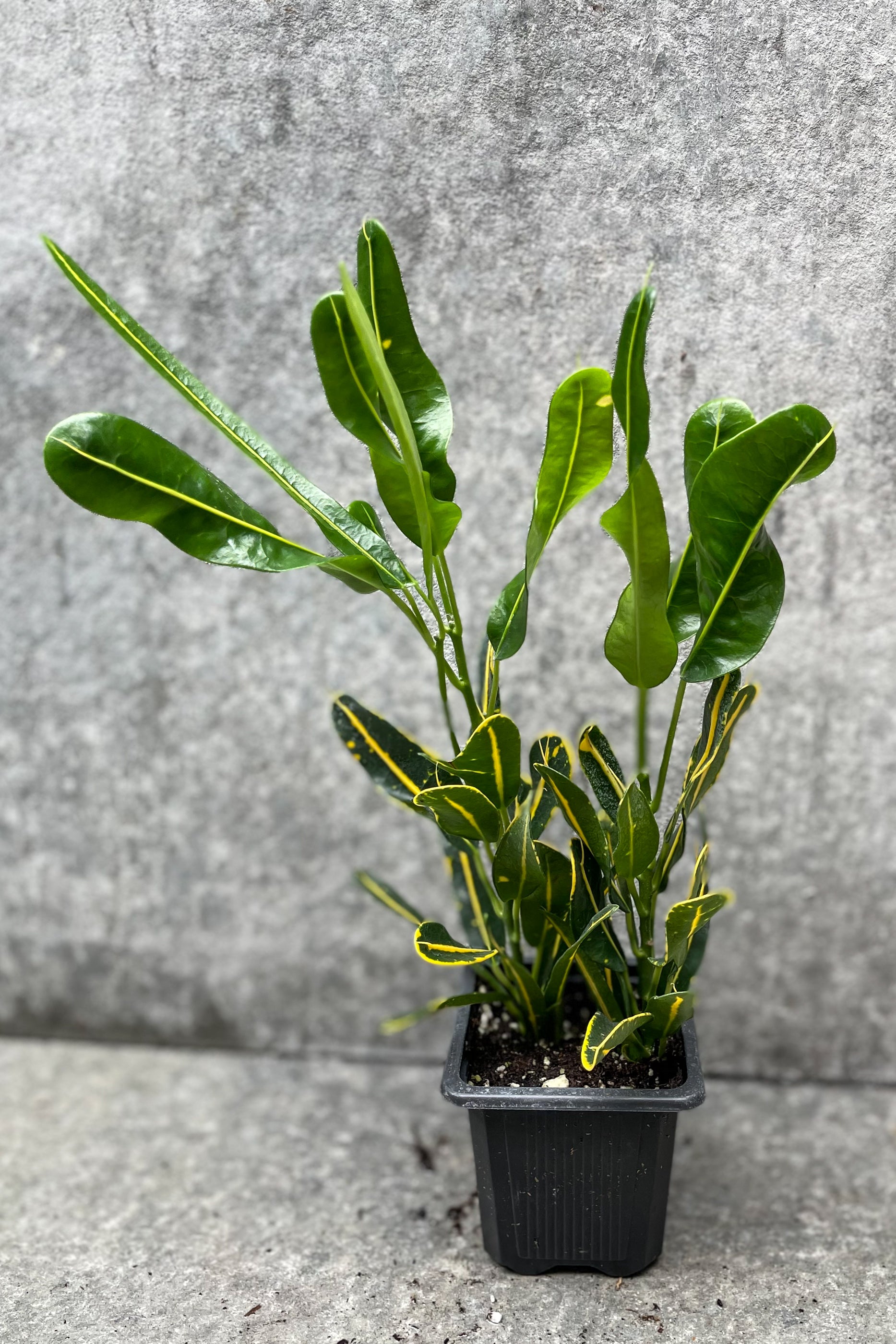 Codiaeum variegatum 'Sunny Star' - 3 Pack Live Croton Plants for Home & Garden Decor | Perfect for Indoor Houseplants, Office Decor, and Tropical Landscaping