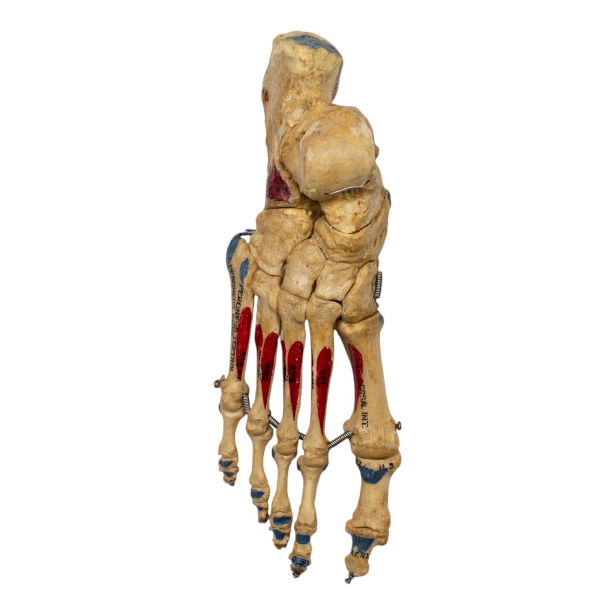 Realistic Articulated Human Right Foot Model - Painted for Medical Training & Anatomy Study | Perfect for Classroom, Lab & Art Reference
