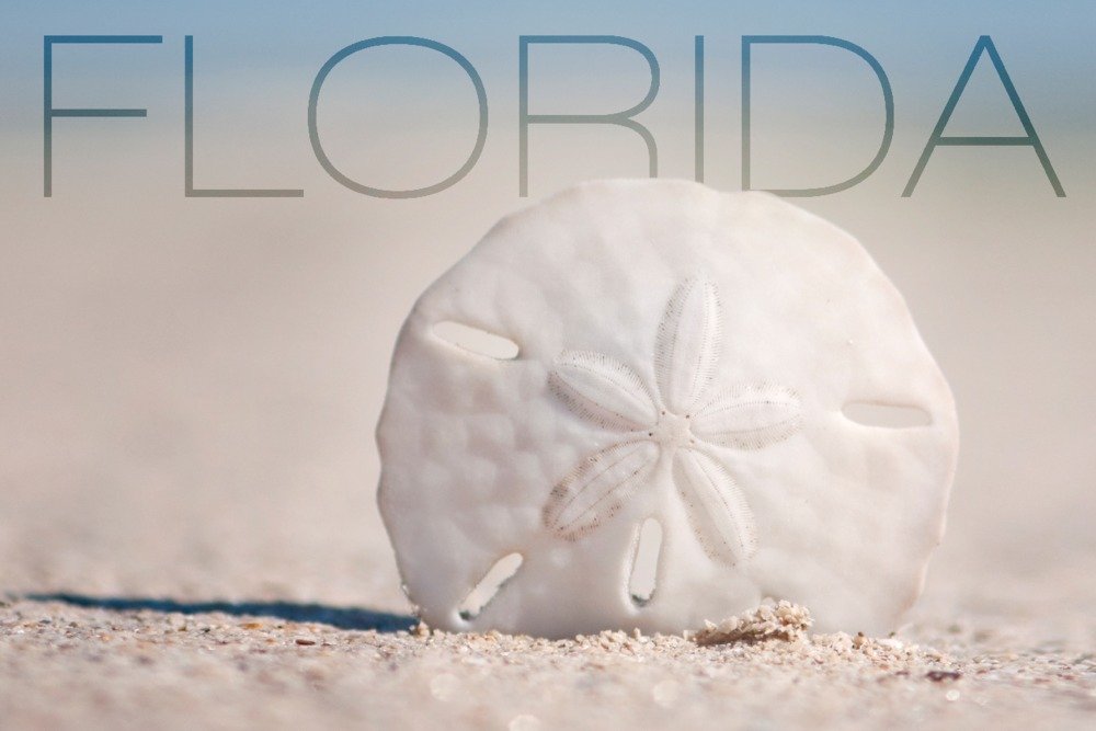 Lantern Press Florida Sand Dollar on Beach Wall Art Poster - 12x18 Inches Coastal Decor for Living Room, Bedroom & Office