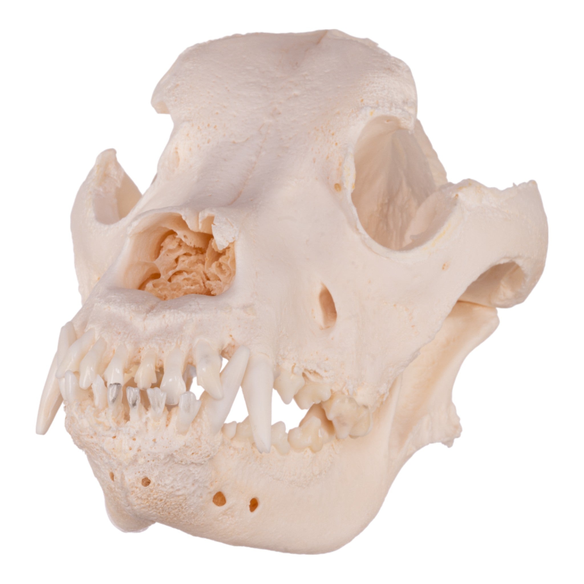 Authentic Domestic Dog Skull Replica - Mastiff Breed - Perfect for Veterinary Studies, Halloween Decor & Taxidermy Collections
