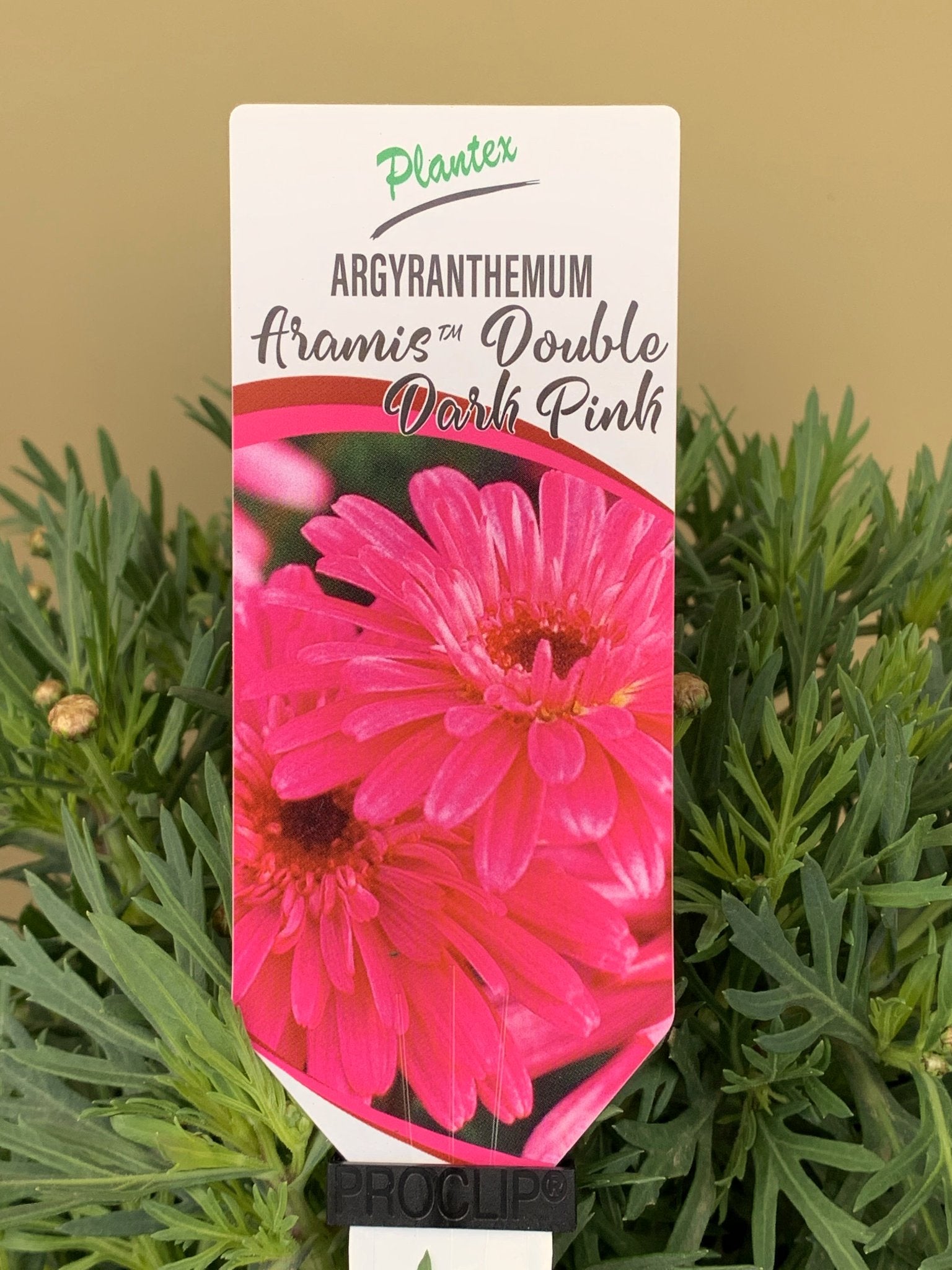 Argyranthemum 'Aramis Double Dark Pink' - Beautiful Double Blooming Daisy for Gardens & Patios | Perfect for Borders, Containers & Cut Flowers