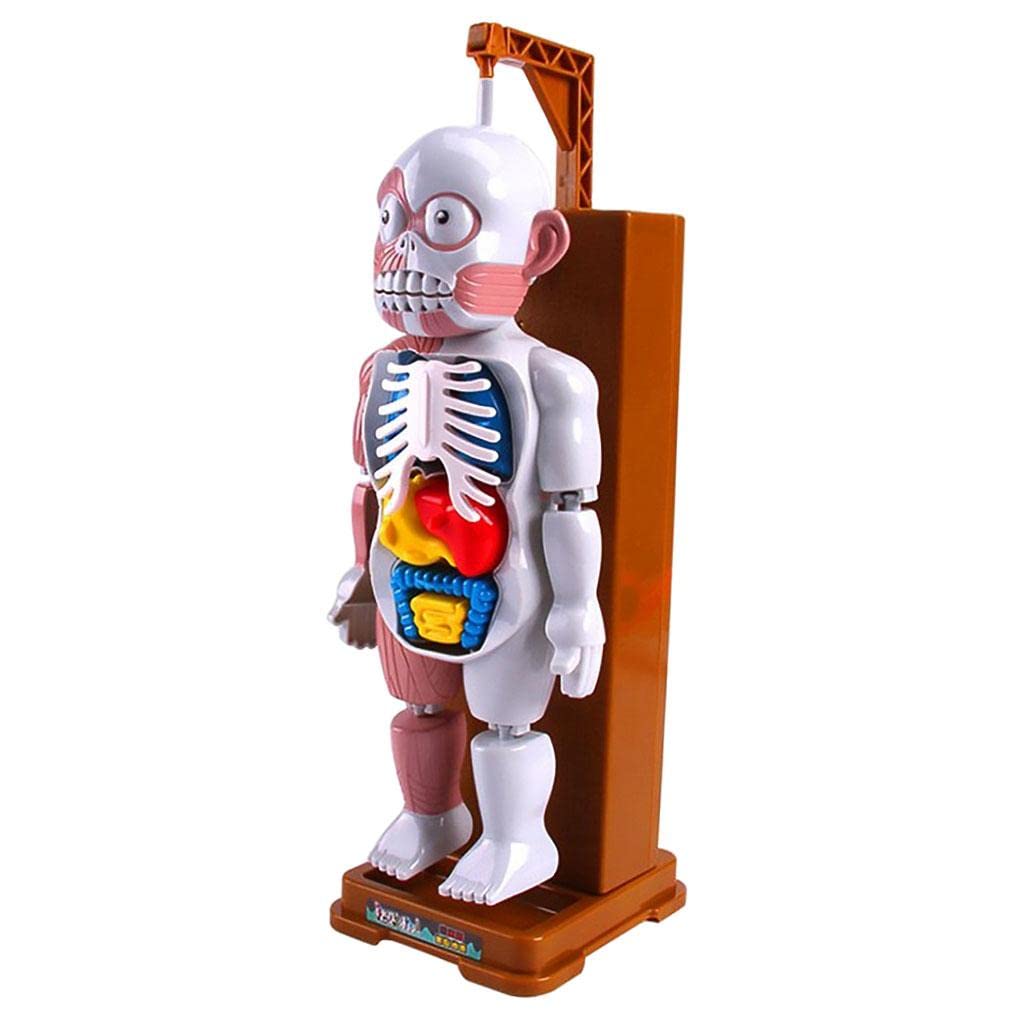 Colcolo Human Body Model Puzzle Games - Educational STEM Toy for Kids & Adults, Perfect for Family Bonding & Classroom Learning
