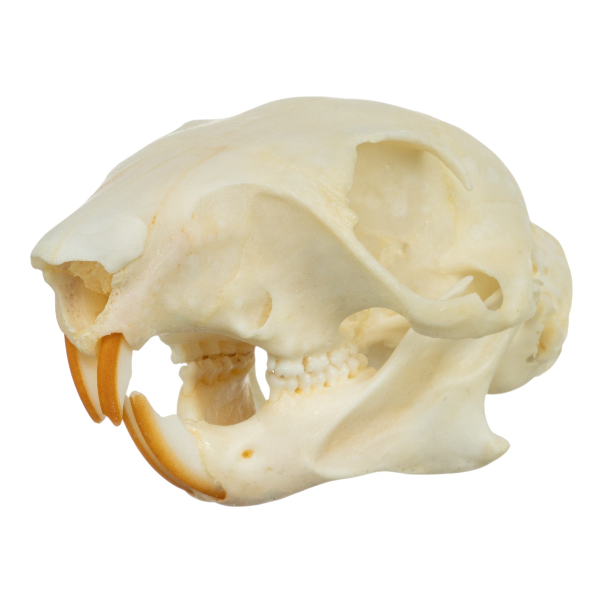 Realistic Squirrel Skull Replica - Detailed Animal Bone Specimen for Halloween Decor, Taxidermy Display & Science Education - Perfect for Gothic Home Decor, Biology Classrooms & Oddity Collections