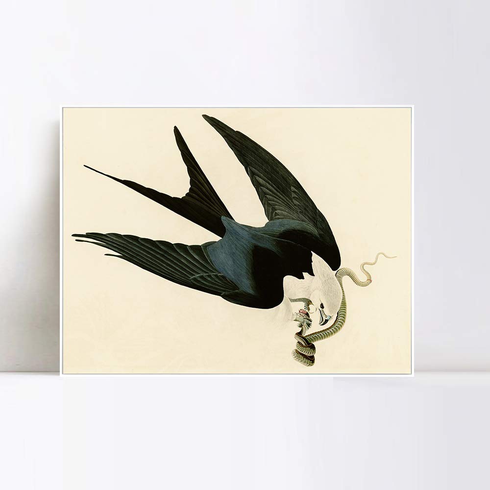 INVIN ART Framed Canvas Giclee Print - Swallow-tailed Hawk by John James Audubon | Premium Wall Art for Living Room & Home Office Decor | White Slim Frame 28x40 Inches | Nature-Inspired Home Decor & Gift Idea