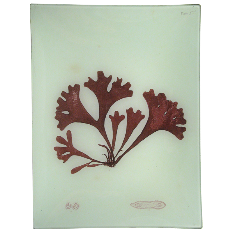Premium #14 Seaweed (XCIa) - Organic Dried Seaweed for Cooking, Salads & Sushi - Perfect for Asian Cuisine & Healthy Recipes