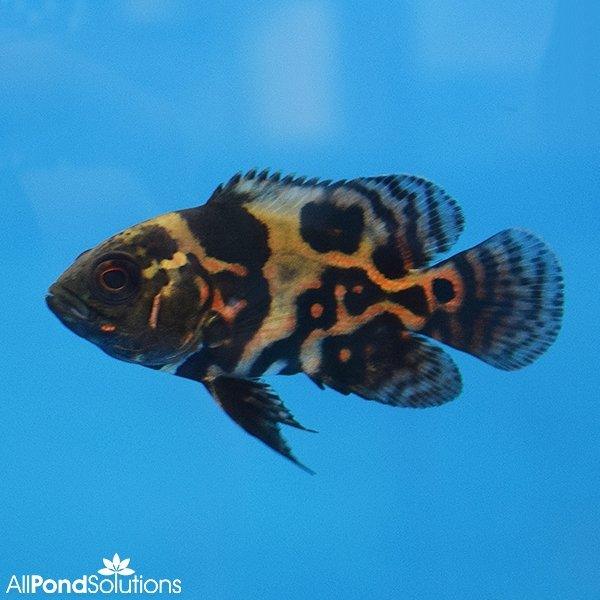 Tiger Oscar Fish (Astronotus ocellatus) - 5-7cm Freshwater Aquarium Fish for Home & Office Tanks