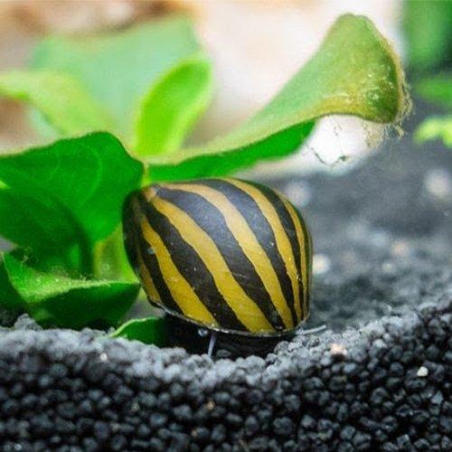 Zebra Nerite Snails (Neritina natalensis) - Freshwater Aquarium Algae Eaters for Planted Tanks & Nano Aquascapes