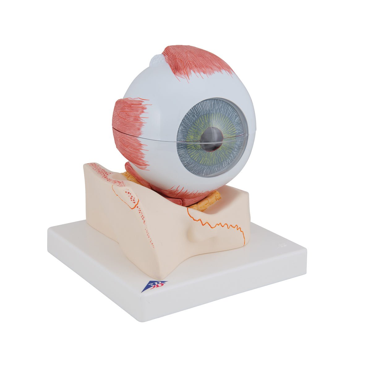7-Part Human Eye Anatomy Model - 5X Enlarged for Detailed Study | Perfect for Medical Students, Biology Classes & Science Education