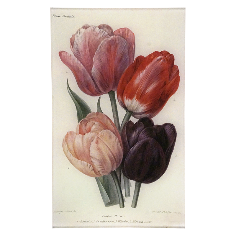 7T Darwin Tulips PNG - High-Quality Floral Clipart for Digital Scrapbooking, Invitations & Spring Decor