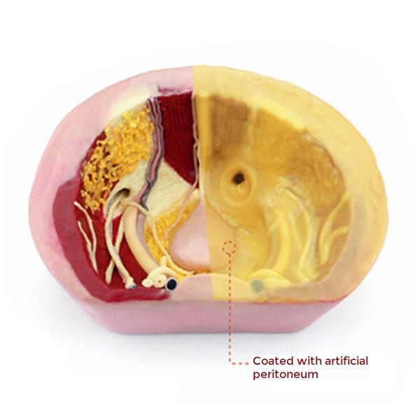 Herniorrhaphy Surgery Simulator - Medical Training Model for Hernia Repair Practice | Ideal for Surgical Students, Residents, and Healthcare Professionals