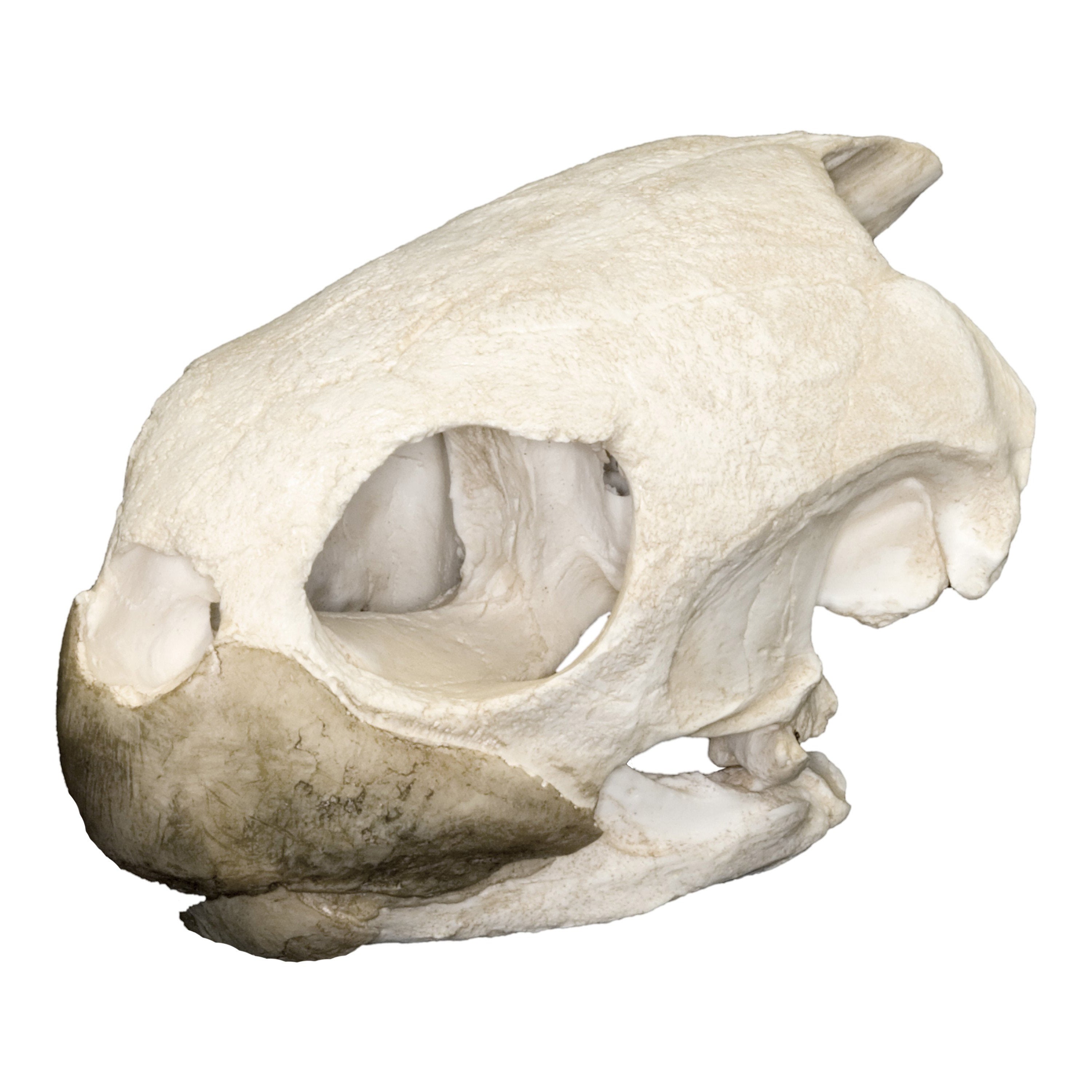 Authentic Replica Green Sea Turtle Skull - Lifelike Marine Animal Skull Model for Home Decor, Educational Display & Ocean Themed Collections | Perfect for Beach House Decor, Biology Classrooms & Nature Lovers