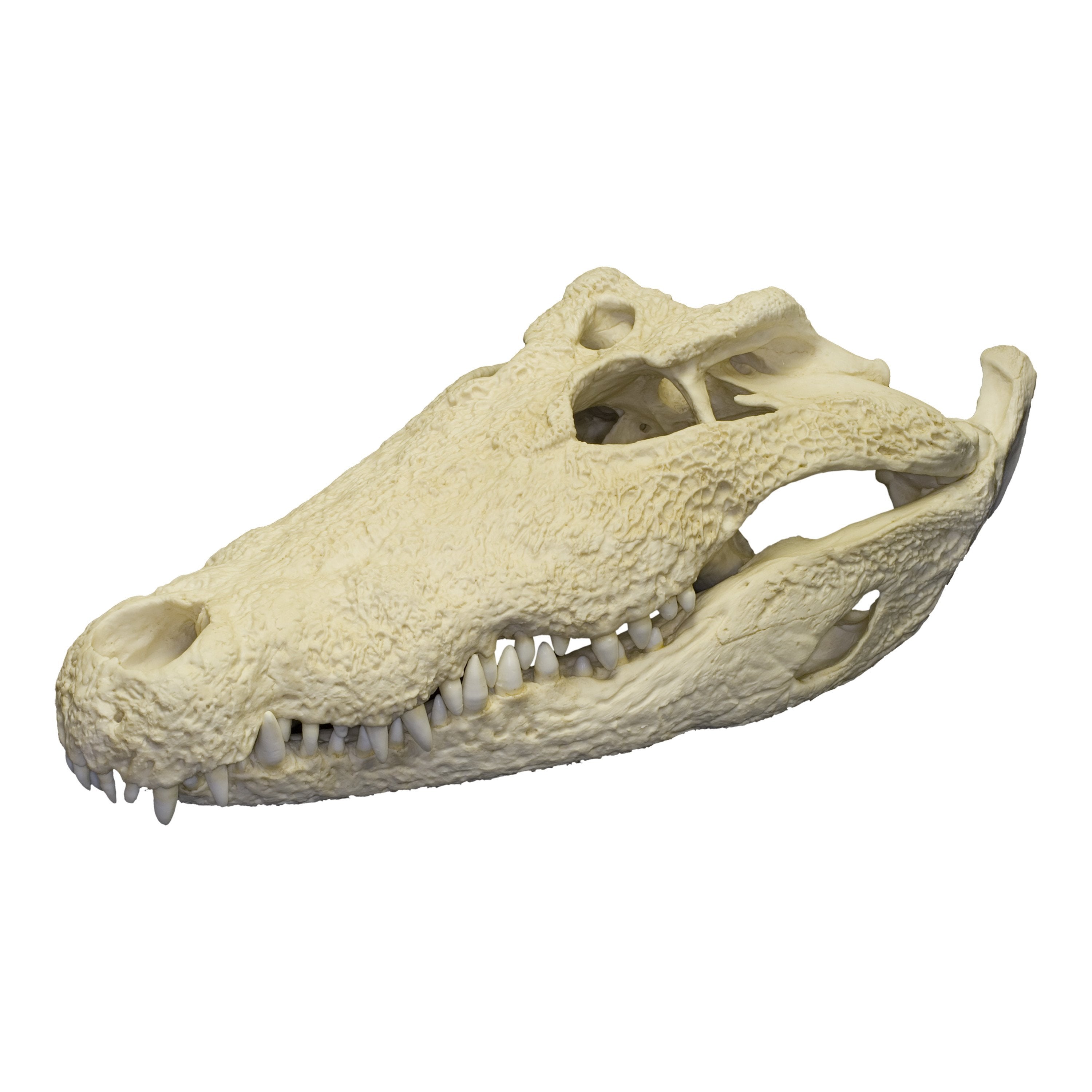 Authentic-Looking Nile Crocodile Skull Replica - 26