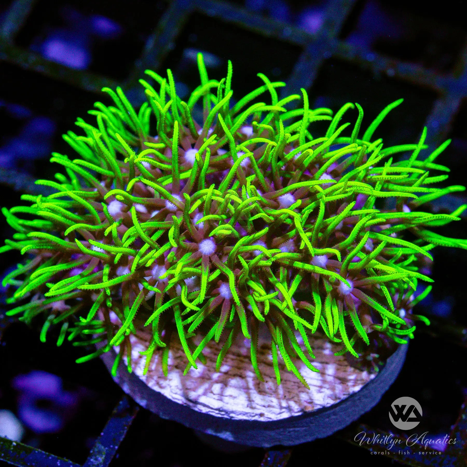 Premium A40 Green Star Polyps Coral Frag for Saltwater Aquariums - WYSIWYG Live Coral for Reef Tanks, Nano Tanks & Marine Aquascaping