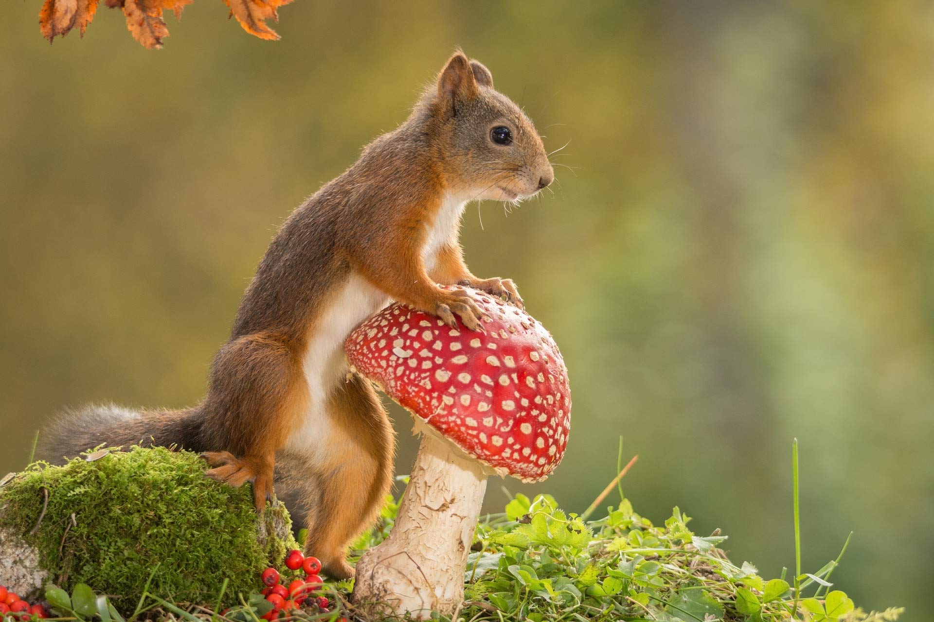 1000 Piece Wooden Jigsaw Puzzle for Adults - Squirrel & Red Mushroom Forest Scene, DIY Puzzle Game for Family, Seniors & Kids (75x50cm) | Modern Home Decor, Wall Art & Festive Gift Idea for Puzzle Lovers