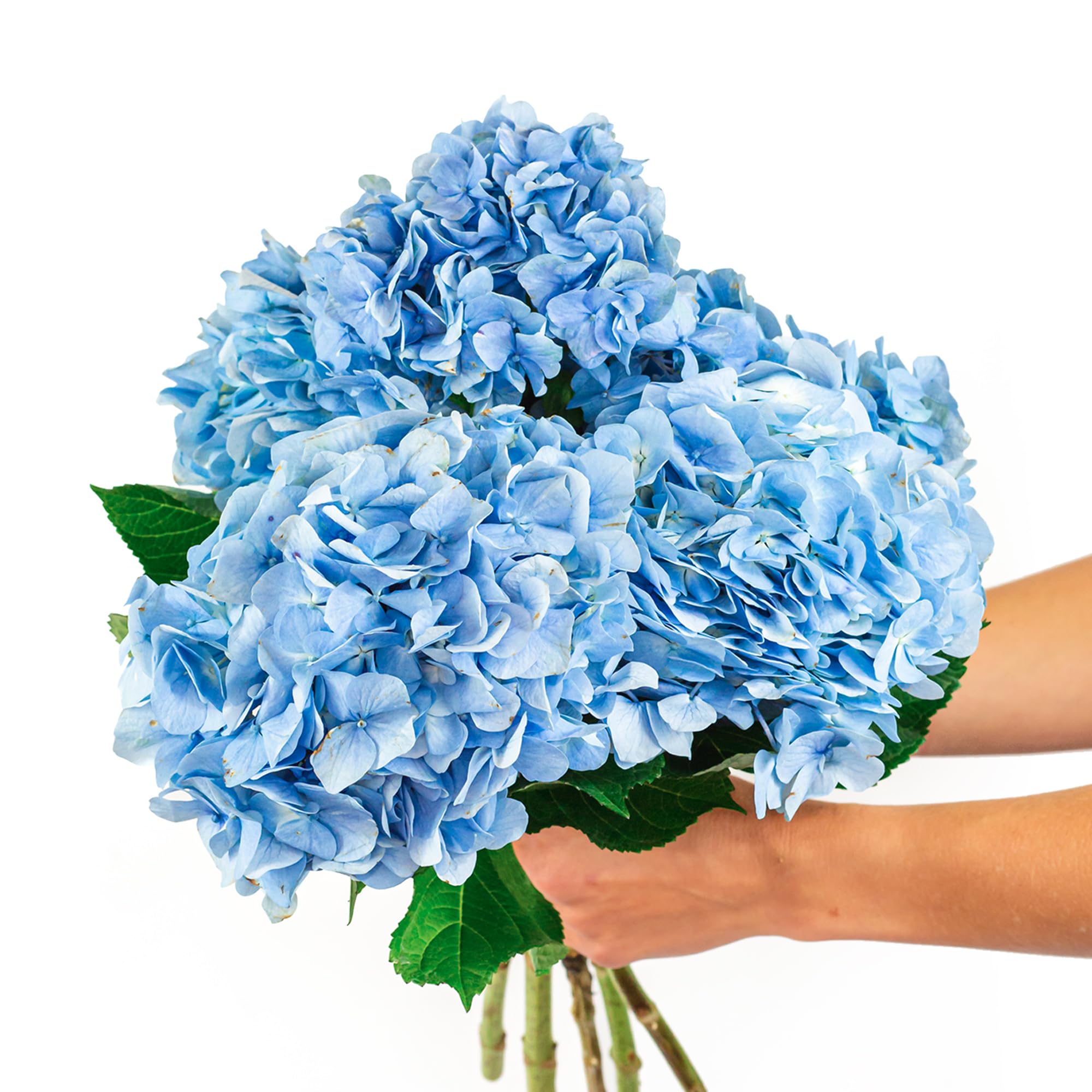 BloomsyBox Farm-Fresh Blue Hydrangea Bouquet with Care Card & Flower Food - Perfect for Birthday, Anniversary & Wedding Flower Delivery | Fresh Cut Flowers for Home Decor, Gift Giving & Special Occasions