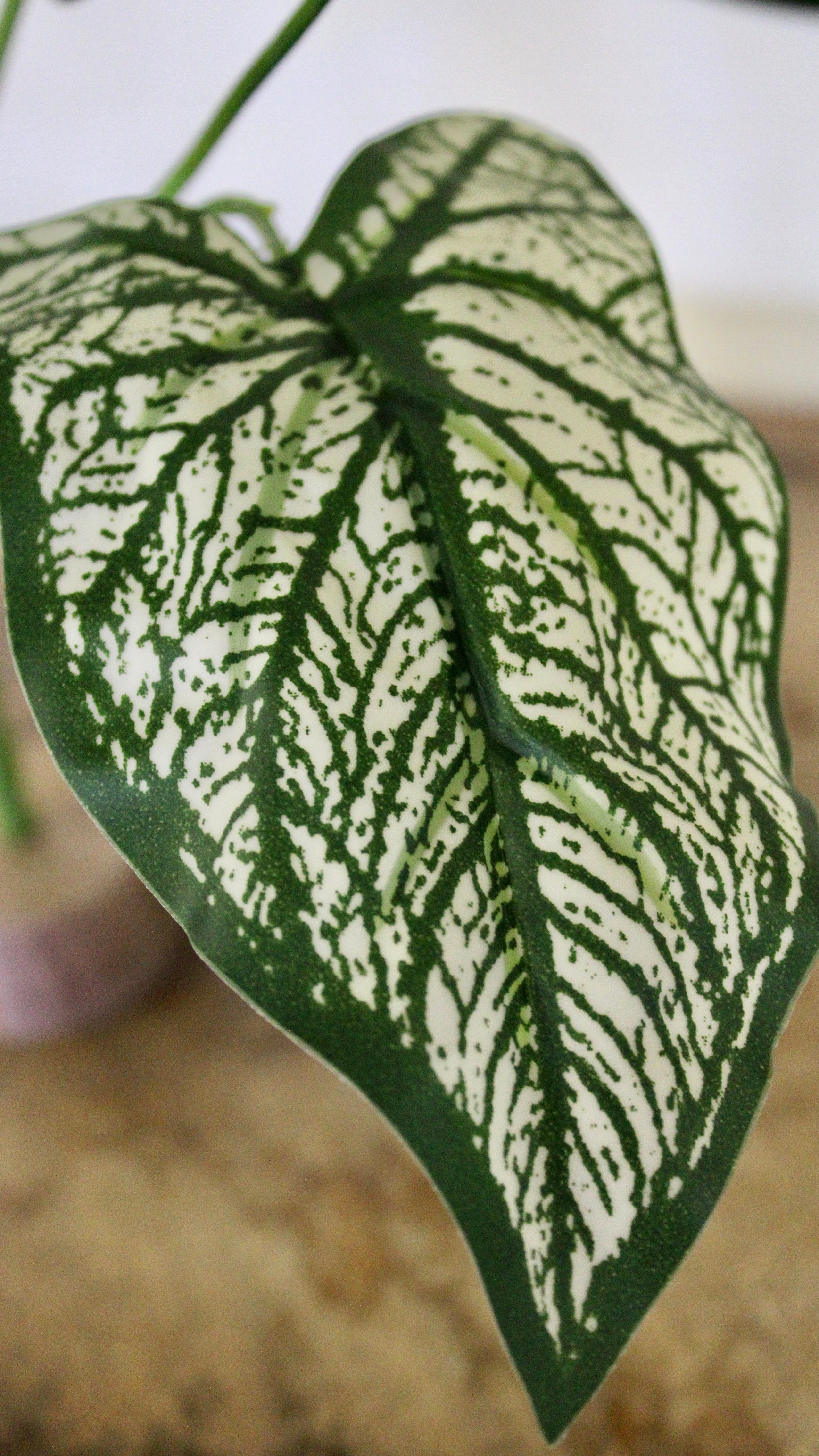 Caladium Bush White Green - Stunning Variegated Foliage Plant for Indoor & Outdoor Gardens | Perfect for Home Decor, Landscaping, and Office Spaces