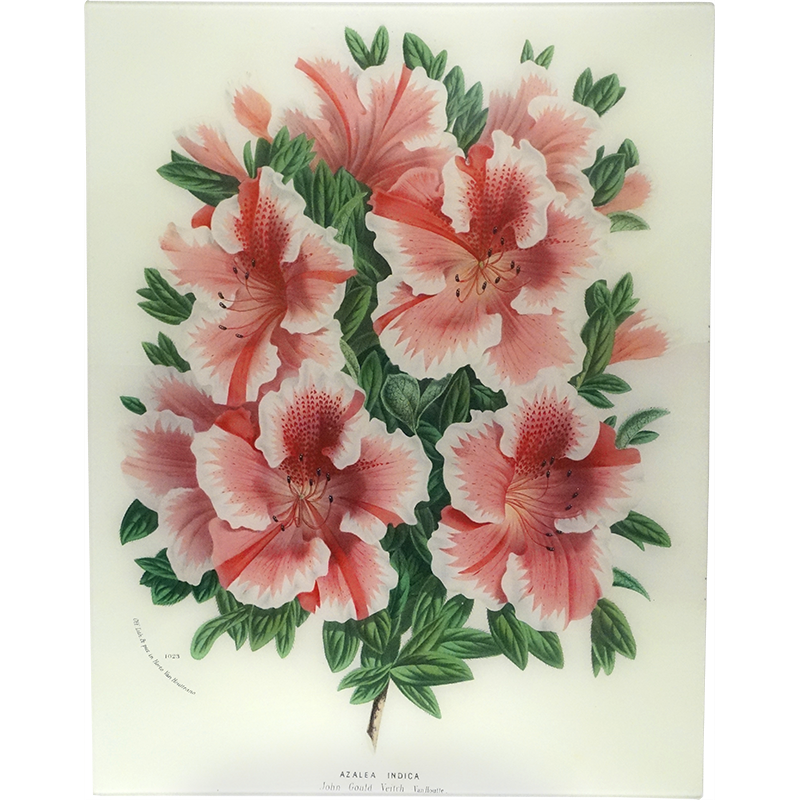 Azalea John G.V. - Beautiful Flowering Shrub for Gardens, Landscaping & Outdoor Decor | Perfect for Home, Patio & Backyard Planting
