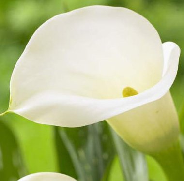 Blooming Calla Lily Bulbs for Garden - Beautiful Flowers for Home & Wedding Decor