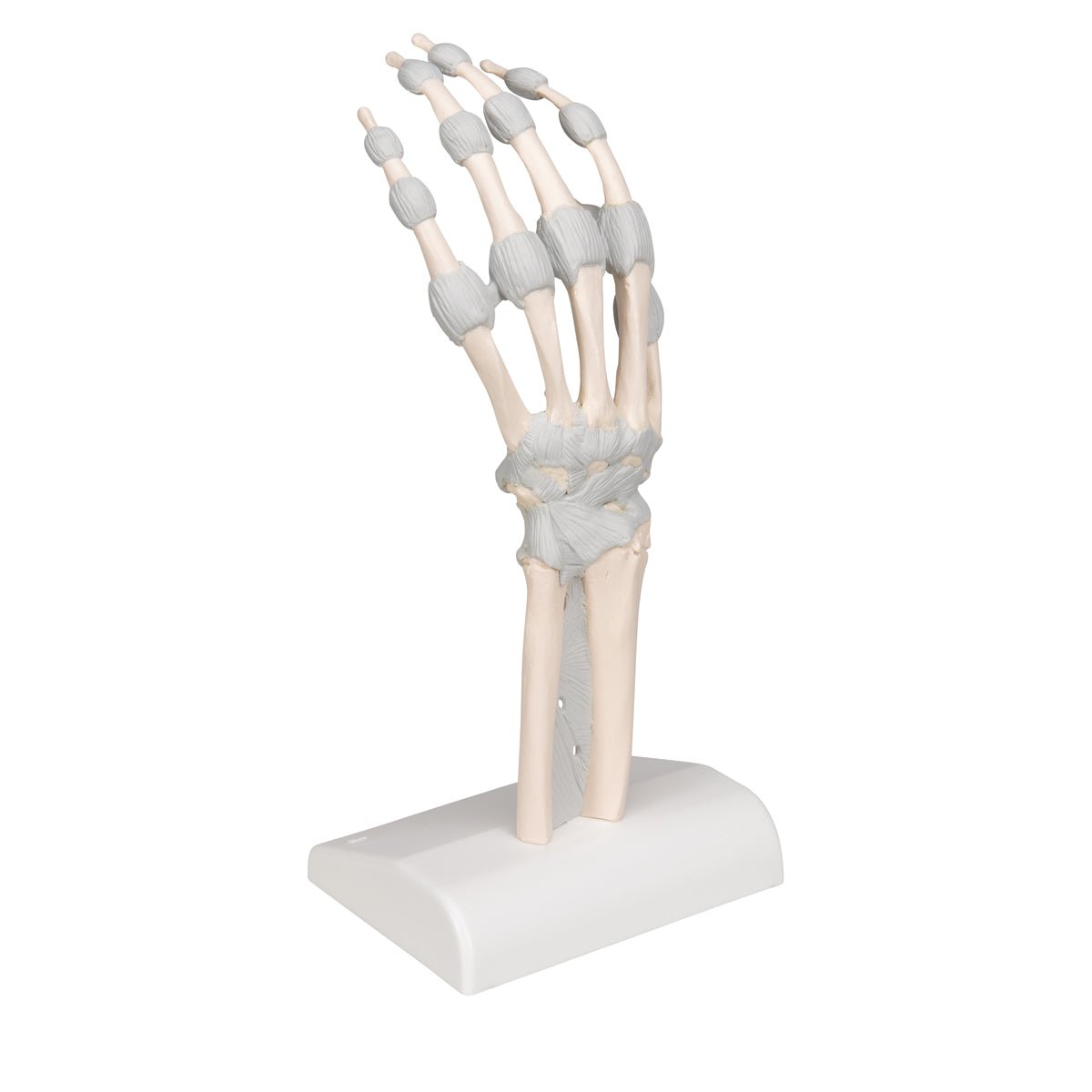 Hand Skeleton Model with Elastic Ligaments - Anatomical Study Tool for Medical Students & Doctors - Perfect for Classroom, Lab & Medical Office Use