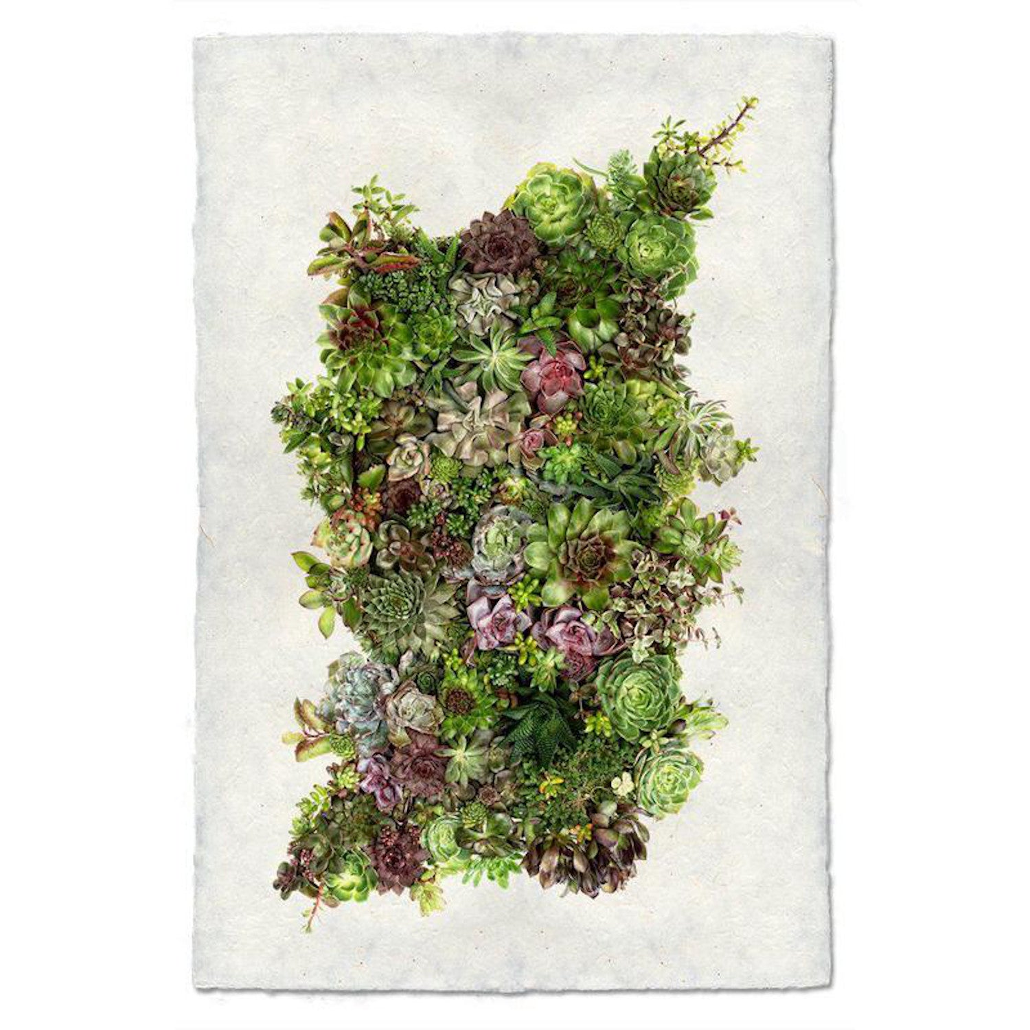 Collective Succulent Art Print - Botanical Wall Decor for Home & Office - Perfect for Living Room, Bedroom & Workspace Aesthetics