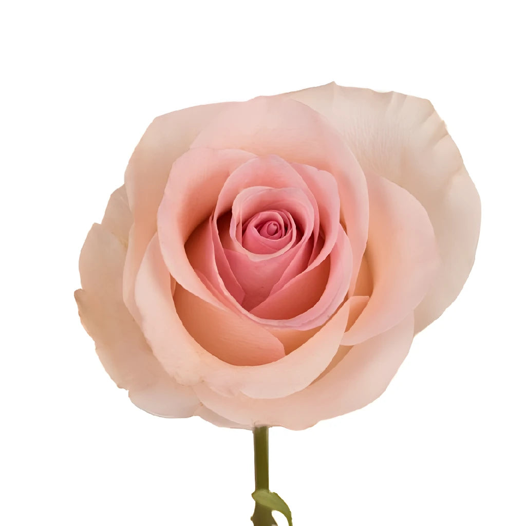 Blushing Arleen Rose - Elegant Artificial Silk Rose Bouquet for Home Decor, Wedding Centerpieces, and Gift Giving