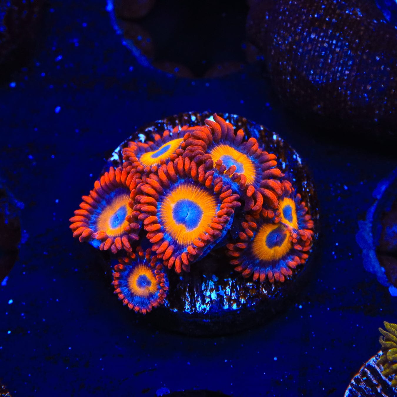 Premium Blue Eye Blondie Zoanthids Coral for Saltwater Aquariums - Vibrant Reef Tank Decor & Marine Life Enhancement
