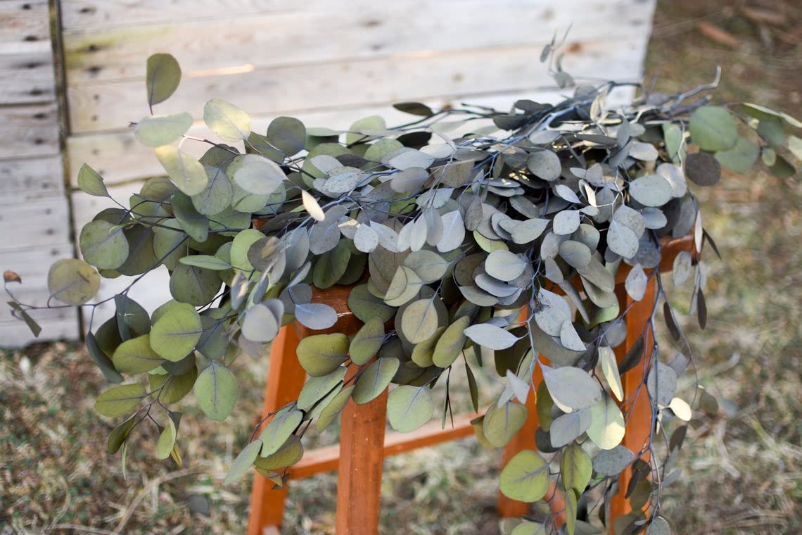 Preserved Green-Gray Silver Dollar Eucalyptus - Dried Eucalyptus Stems for Wedding Decor, DIY Garland, Floral Arrangements & Home Decor - Perfect for Rustic Weddings, Boho Home Decor & Seasonal Centerpieces
