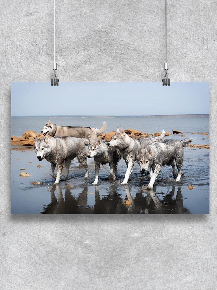 Premium Husky Pack Walking by The Water Poster - Stunning Wall Art for Dog Lovers, Home & Office Decor