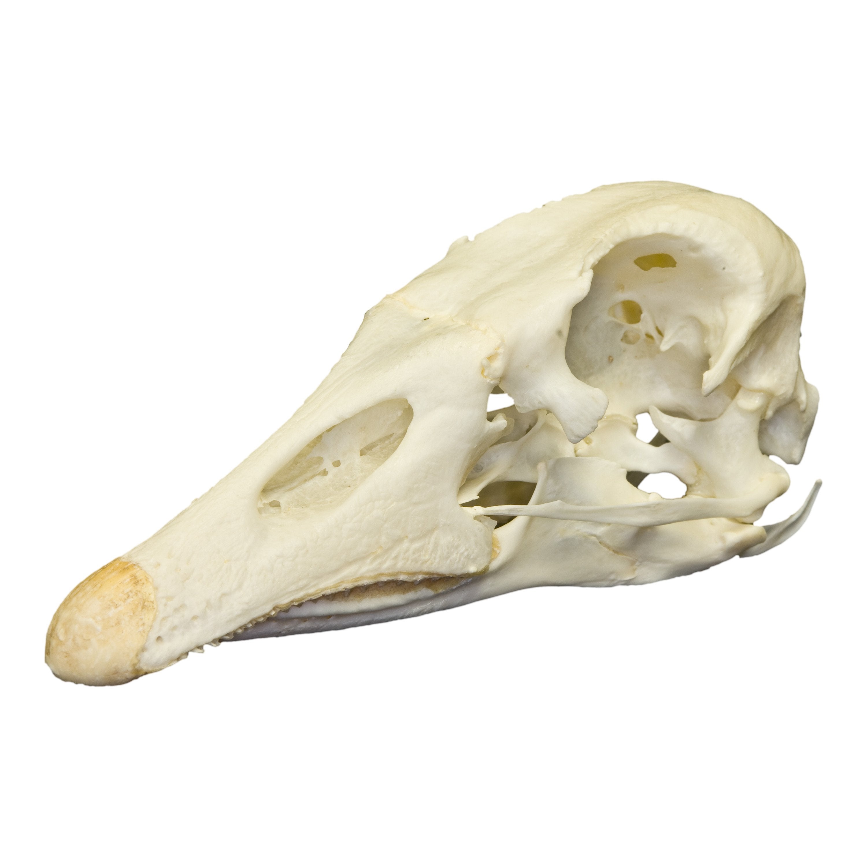 Authentic Real Domestic Goose Skull Specimen - Natural Bone Collectible for Science, Education, and Gothic Decor - Perfect for Halloween, Oddity Cabinets, and Taxidermy Displays