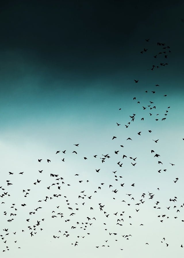 Birds In Flight Wall Art Print - Stunning Nature Photography for Home & Office Decor | Perfect for Living Room, Bedroom, or Office Spaces