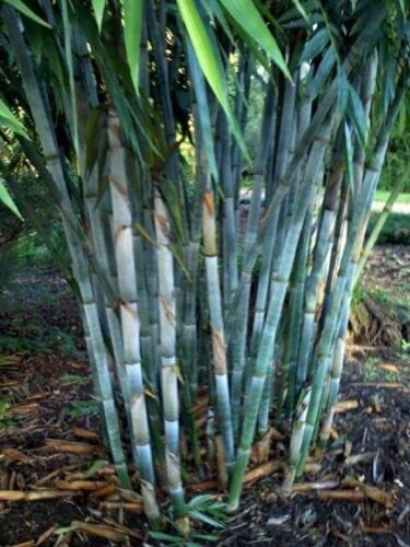50 Blue Bamboo Seeds - Fast Growing Clumping Privacy Hedge Plants for Garden, Landscaping & Exotic Shade | Perfect for Backyard Fencing, Patio Screening & Tropical Garden Decor