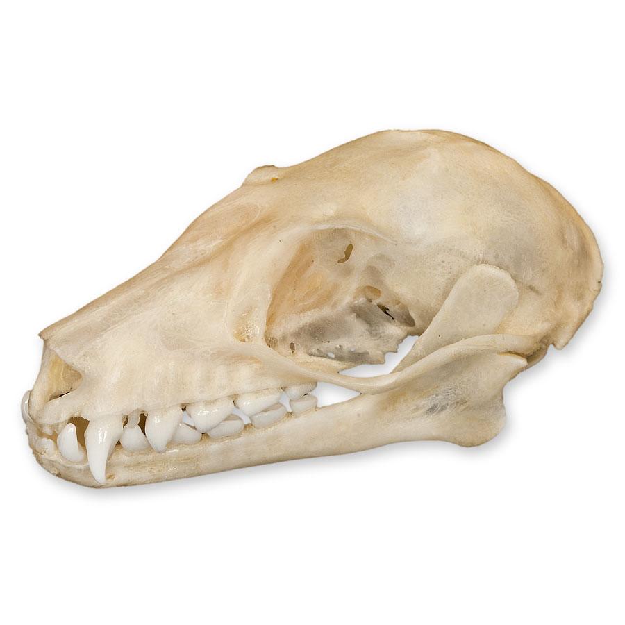 Authentic Leschenault's Rousette Fruit Bat Skull Specimen - Rare Collectible for Science Education, Gothic Decor & Halloween Display