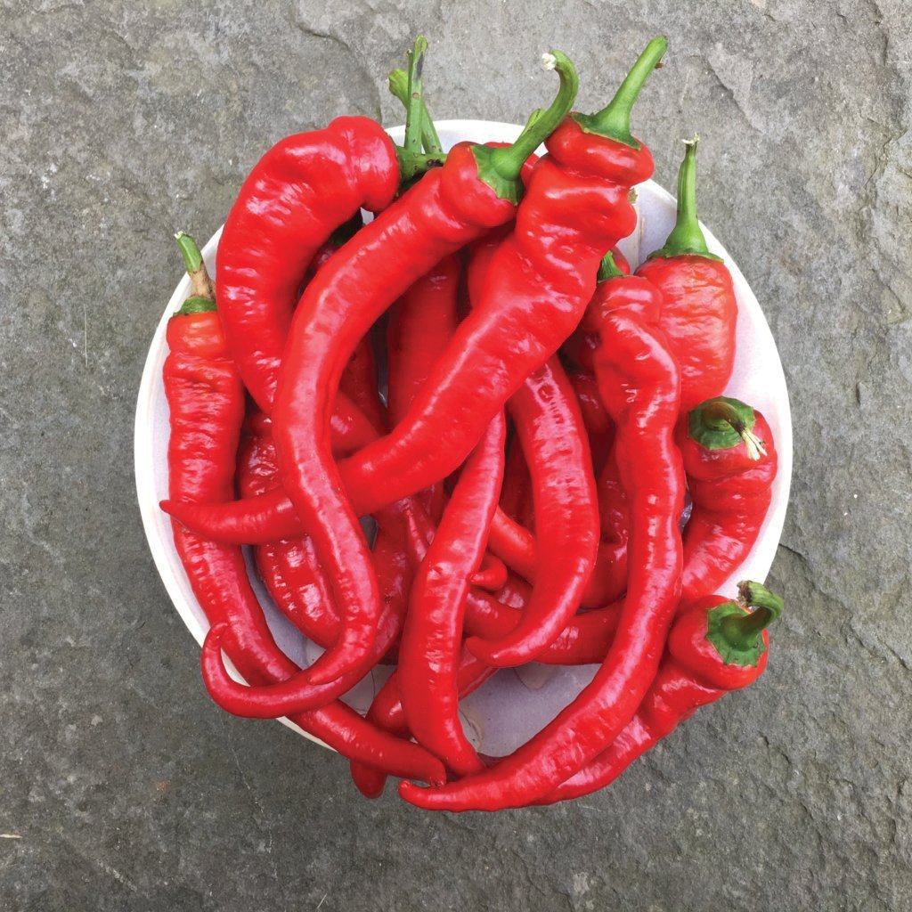 Jimmy Nardello Sweet Italian Frying Pepper Seeds - Non-GMO Heirloom Variety for Home Garden Planting | Perfect for Sautéing, Roasting, and Fresh Salads