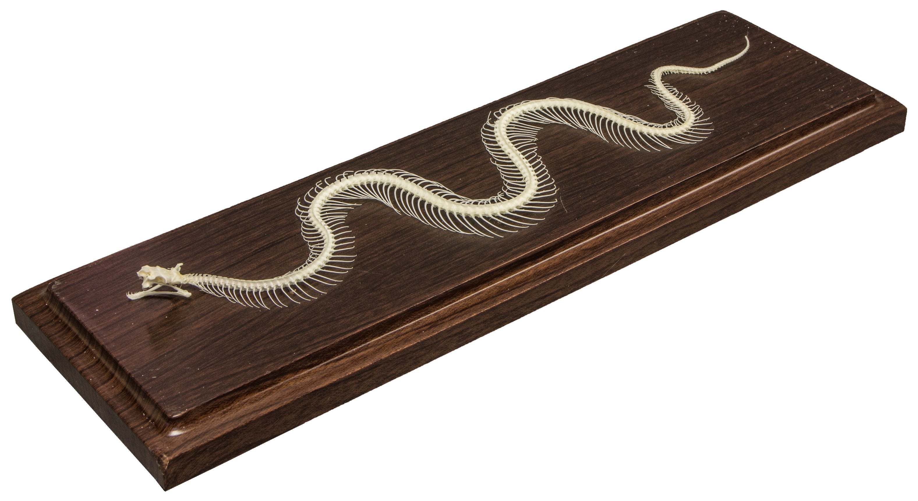 Real Venomous Snake Skeleton Specimen - Authentic Reptile Display for Science Education & Home Decor | Perfect for Biology Classrooms, Halloween Decor, and Gothic Collections