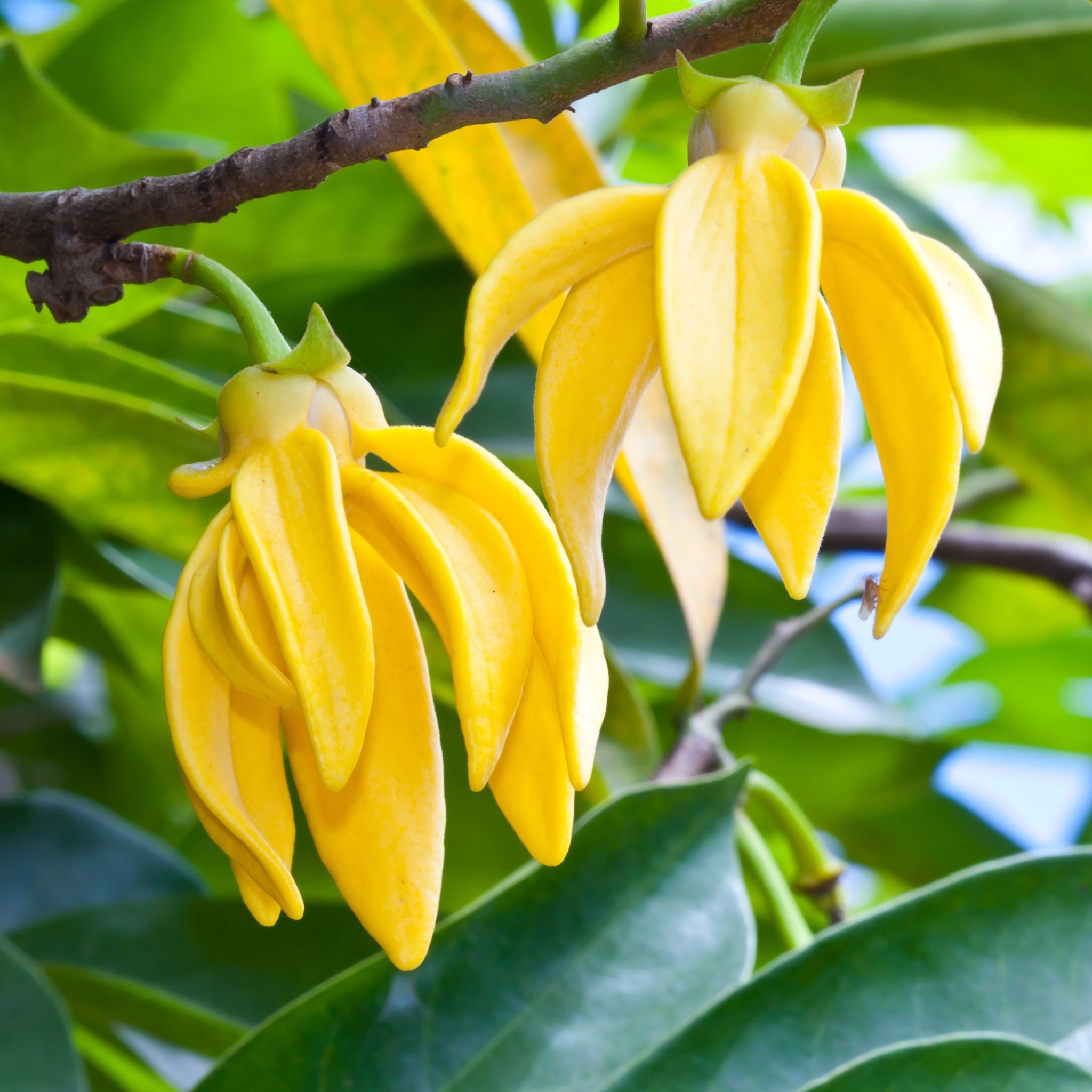 Pure Ylang Ylang Essential Oil for Aromatherapy, Massage & DIY Beauty - 100% Natural Therapeutic Grade Fragrance Oil for Diffusers, Candles & Soap Making